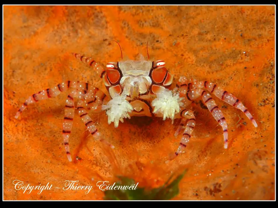 Anilao Macro Dive Media Highlight